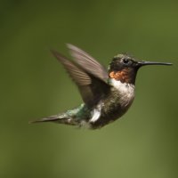 Рубиновогорлый колибри :: Tatiana 