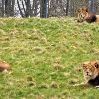 Львы первыми откликнулись на призыв соблюдать дистанцию! :: Владимир Манкер