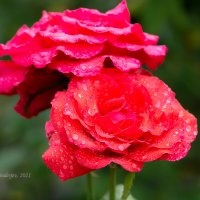 Розы в каплях дождя :: Александр Синдерёв