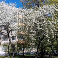 Весенний цвет. :: Владимир Драгунский