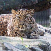 Дальневосточный леопард :: Владимир Габов