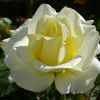 Белая красавица - роза. :: Милешкин Владимир Алексеевич 
