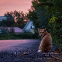 Бездомный кот. Малиновый закат. Август :: Вера Сафонова