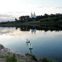 Лебеди в Полоцке! :: Андрей Буховецкий