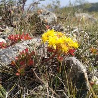 В лучах Солнца, всё изменяется. :: Георгиевич 