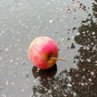 яблоки на дожде :: Наталия П