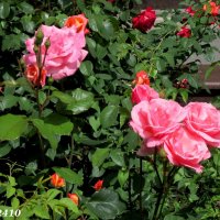 Розовые розы :: Нина Бутко