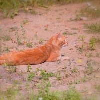 Рыжая кошка-осень... :: Ольга (crim41evp)