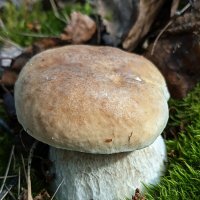 Белый гриб :: Валерий Судачок