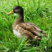 Дикие утки на городском водоёме. :: Милешкин Владимир Алексеевич 