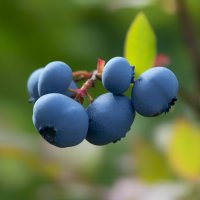 blueberry :: Zinovi Seniak