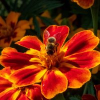 Пчела на бархатце :: Николай Гирш
