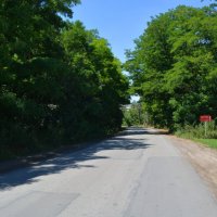 Аксай. Автомобильная дорога в акациевой роще западных окрестностей города. :: Пётр Чернега