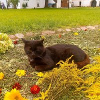 Монастырский кот :: Сергей Кочнев