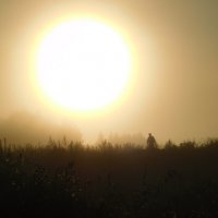 Солнце и туман с утра... :: Крылова Светлана 