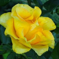 Жёлтая красавица - роза. :: Милешкин Владимир Алексеевич 