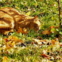 Кот,как Осень, рыжий-рыжий... :: Milocs Морозова Людмила