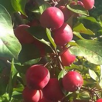 Райские яблочки :: Ольга Довженко