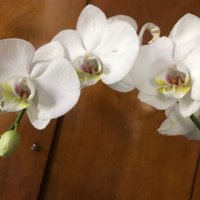 Орхидея-вечная красота :: Татьяна Юрасова