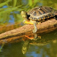 Красноухая черепаха :: Сергей 