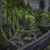 в лесу :: vladimir 