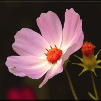 Flower :: Юлия Денискина