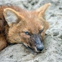 Красный волк. :: аркадий 