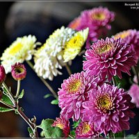 осенние цветы :: Валерий Викторович РОГАНОВ-АРЫССКИЙ