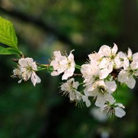 Цветы вишни :: san05 -  Александр Савицкий