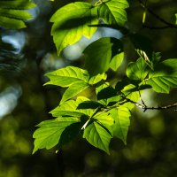 Зеленые листья :: Вадим Басов