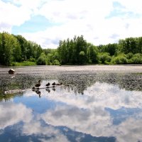 На озере :: владимир тимошенко 