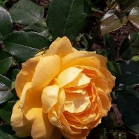Роза Ботанического сада :: Лидия Бусурина