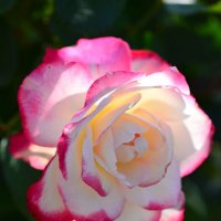 Солнечно-прекрасная роза в сентябре :: Тамара Бедай 