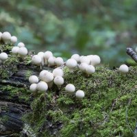 mushrooms :: Zinovi Seniak