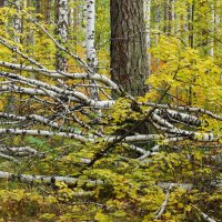 Осень в лесу... :: Анна Суханова