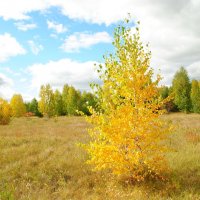 Осенний пейзаж :: lyudmila Курлова