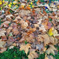 Осенние листья! :: Светлана Хращевская