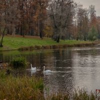 Озеро в Гатчинском парке :: Лариса Крышталь 