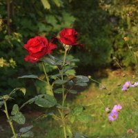 Осень раздаёт в подарок розы. :: Татьяна Помогалова