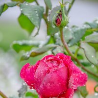 осення роза после дождя :: Александр Леонов