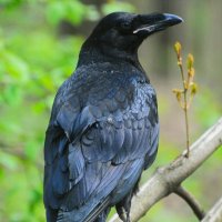 Ворон(Corvus corax) :: Иван 