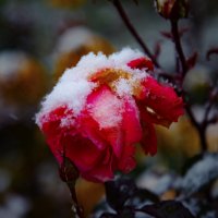 Роза под снегом. :: Георгий 
