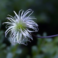 clematis after flowering :: Zinovi Seniak