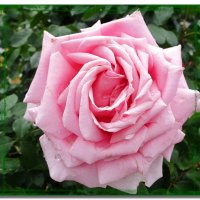 Роза – символ  мудрости и чистоты :: Ольга Довженко
