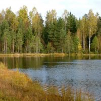 Лесное озеро :: Вера Щукина