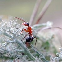 Из жизни одного муравья :: Ирина Баскакова
