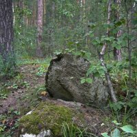 В лесу :: Вера Щукина