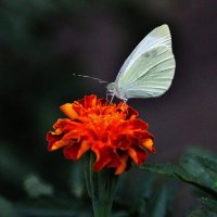 Осенний столик на природе для бабочки. :: Восковых Анна Васильевна 