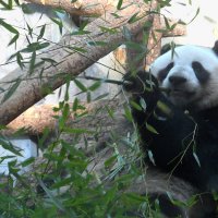 Большие панды Московского зоопарка :: Галина 