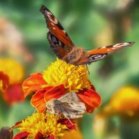 Осенние бабочки :: Игорь Сарапулов